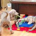 Meander Weimaraners-Leonor & Robert Honing