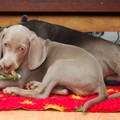 Meander Weimaraners-Leonor & Robert Honing