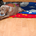 Meander Weimaraners-Leonor & Robert Honing