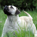 Ade Nora
Zuid Afrikaanse Boerboel
zie www.zabb.be