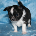 Chihuahua Kennel From Capa's Home