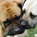 Zuid Afrikaanse Boerboel
zie www.zabb.be