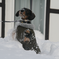 Deze teckel houdt vreselijk van de sneeuw...