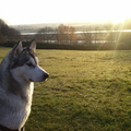 Alaskan Malamute