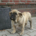 Old English Bulldog