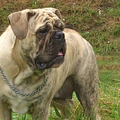Old English Bulldog