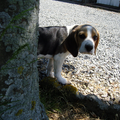 Beagle