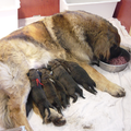 Leonberger