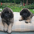 Leonberger