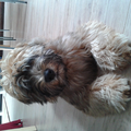 Irish Softcoated Wheaten Terriër