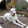 Zwitserse Witte Herder