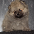 Dee's Pomeranians