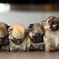 Dee's Pomeranians