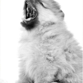 Pomeranians Residence
