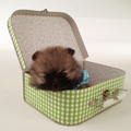 Dee's Pomeranians