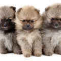 Dee's Pomeranians