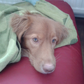 Nova Scotia Duck Tolling Retriever