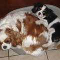 Cavalier King Charles Spaniel