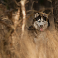 Door de bomen het bos niet meer zien, prachtig verwoord door deze mooie husky