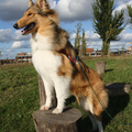 Hoge bomen vangen veel wind