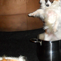 De hond in de pot vinden :D