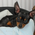 Dwergpinscher