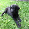 Flat Coated Retriever