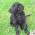 Flat Coated Retriever