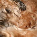 Irish Softcoated Wheaten Terriër