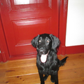 Flat Coated Retriever