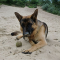 Hij vind het blijkbaar heerlijk om zand te eten met een bal?
