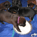 onze puppies eerste x papje 