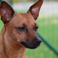Dwergpinscher