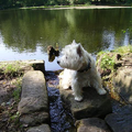 West Highland White Terrier