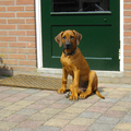 Rhodesian Ridgeback