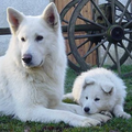 Zwitserse Witte Herder