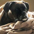 Boxer