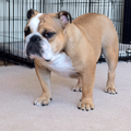 Engelse Bulldog