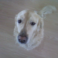 Loeka, de liefste golden... 2002-2009 RIP