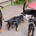 De samen werking van de 4 pups om de poes te ontdekken was geweldig. Of aale 4 of geen vande 4.