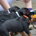 3 pups hangen aan een flostouw om te proberen te winnen.