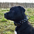 American Staffordshire Terrier