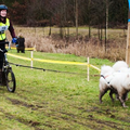 Hondjes zijn half zwart na een zware trail op de wedstrijd in Zeewolde vorig jaar