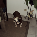 Franse Bulldog