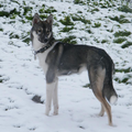 Siberische Husky