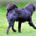 Detchema Tibetaanse Mastiff