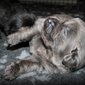 Detchema Tibetaanse Mastiff