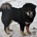 Detchema Tibetaanse Mastiff