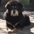 Detchema Tibetaanse Mastiff