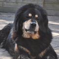 Detchema Tibetaanse Mastiff